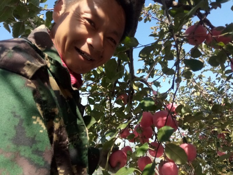 烟台苹果