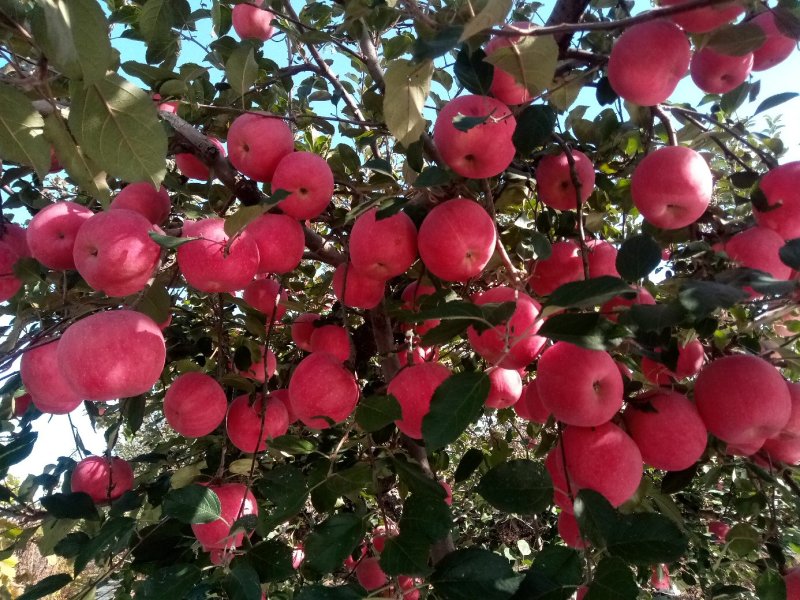 烟台苹果