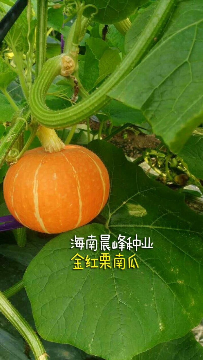 南瓜种子-金红板栗南瓜