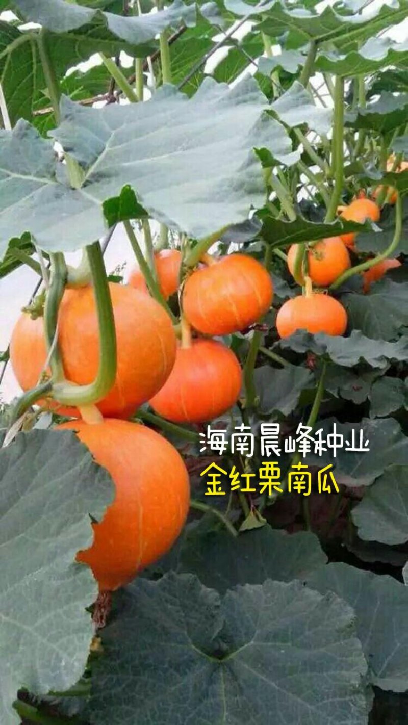 南瓜种子-金红板栗南瓜
