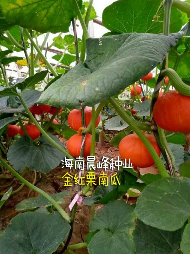 南瓜种子-金红板栗南瓜