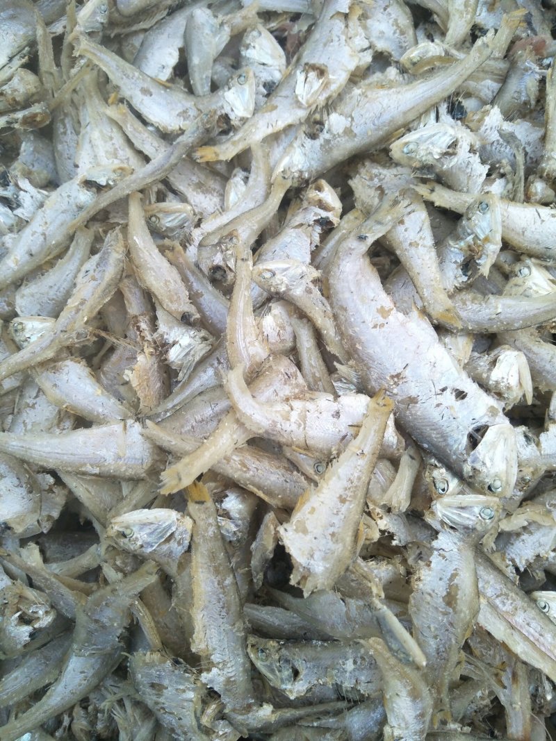 马口鱼