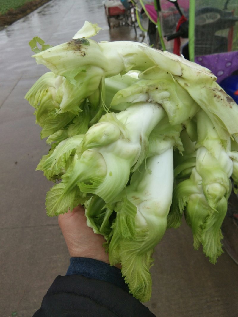 儿菜2斤以上