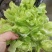 儿菜2斤以上