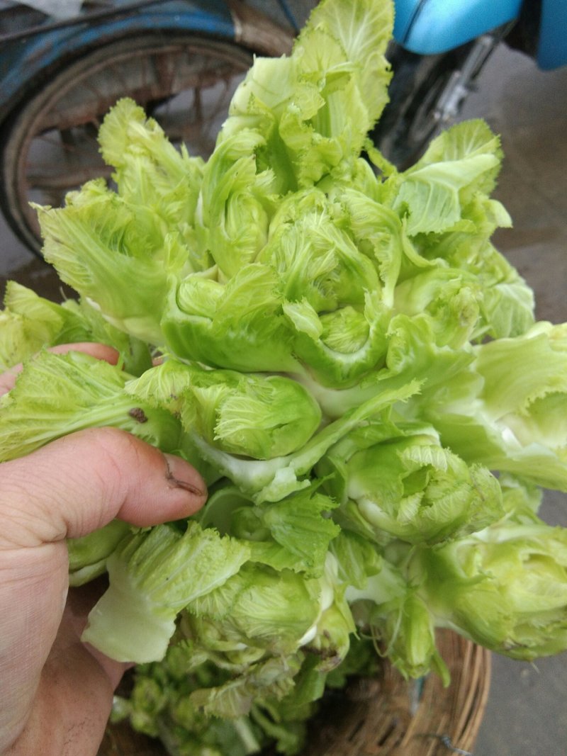 儿菜2斤以上