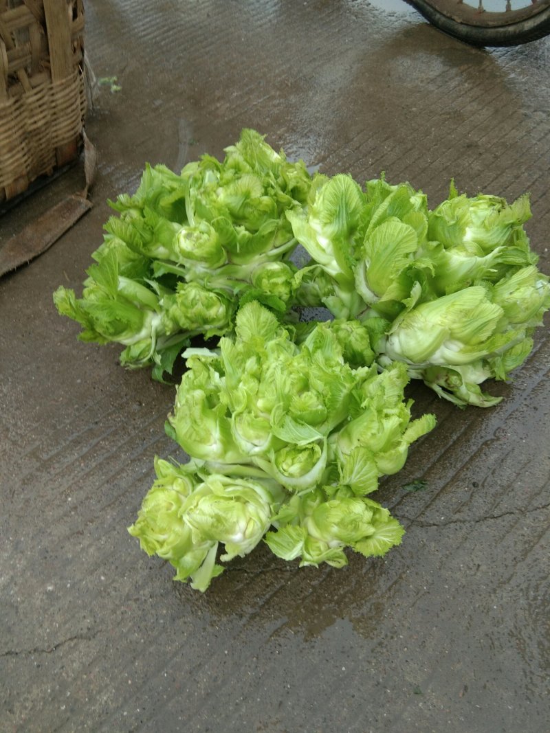 儿菜2斤以上