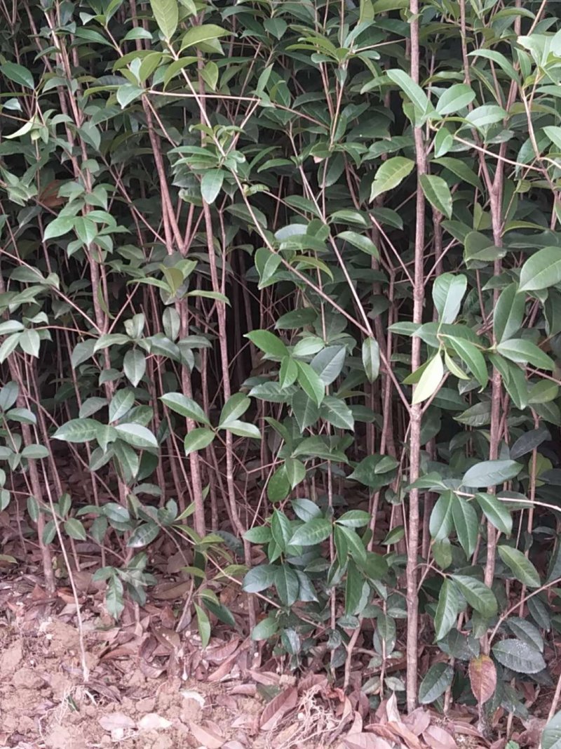 供应金丝楠木