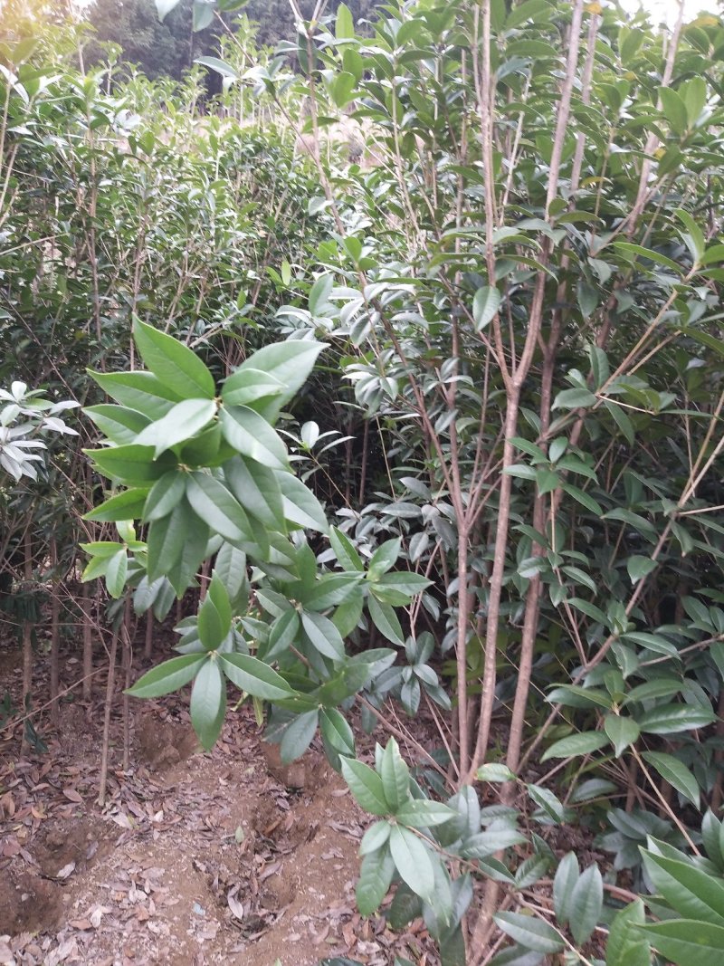 供应金丝楠木