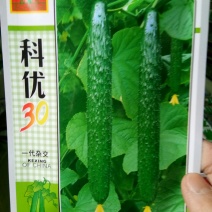 耐热密刺黄瓜种子（科优30）