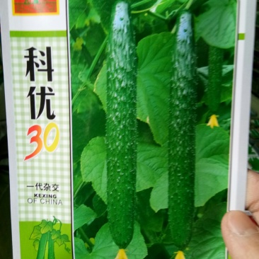 耐热密刺黄瓜种子（科优30）