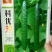 耐热密刺黄瓜种子（科优30）