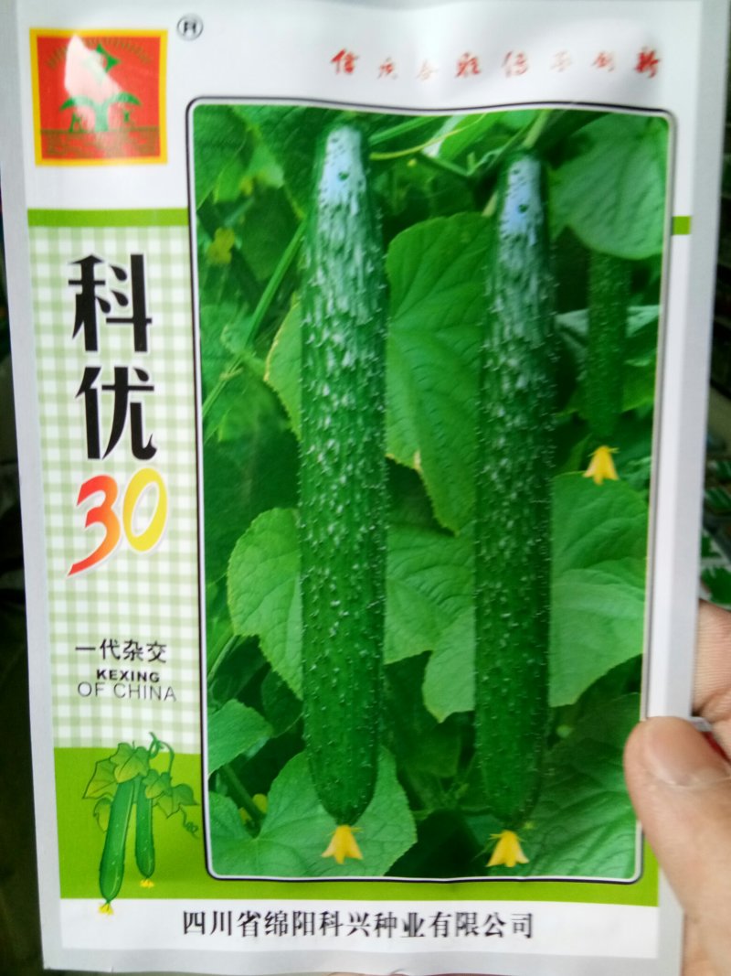 耐热密刺黄瓜种子（科优30）