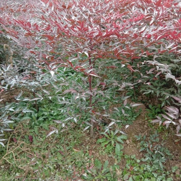 常年供应陕西优质兰天竹苗