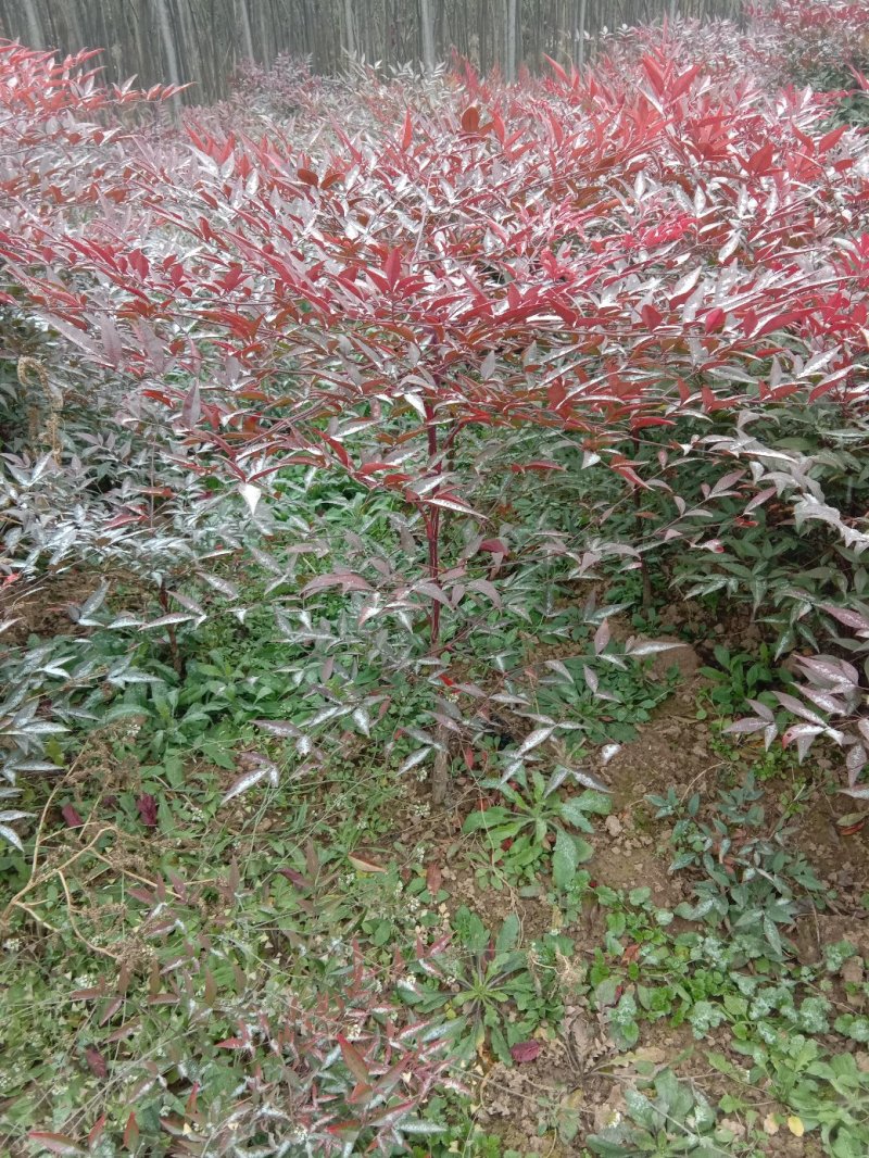 常年供应陕西优质兰天竹苗