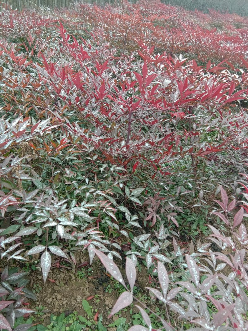 常年供应陕西优质兰天竹苗
