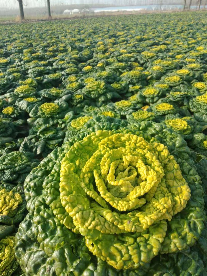 【有好货】基地直供精品黄心菜一手货量大从优