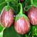 茄子种子-紫露珠特色彩色茄子品种厂家直销品质保证
