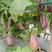茄子种子-紫露珠特色彩色茄子品种厂家直销品质保证