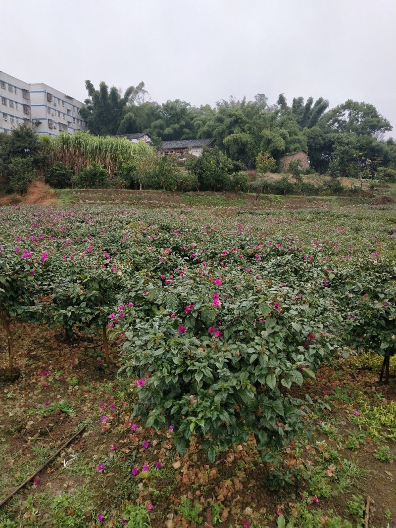 三角梅笼子大量提供