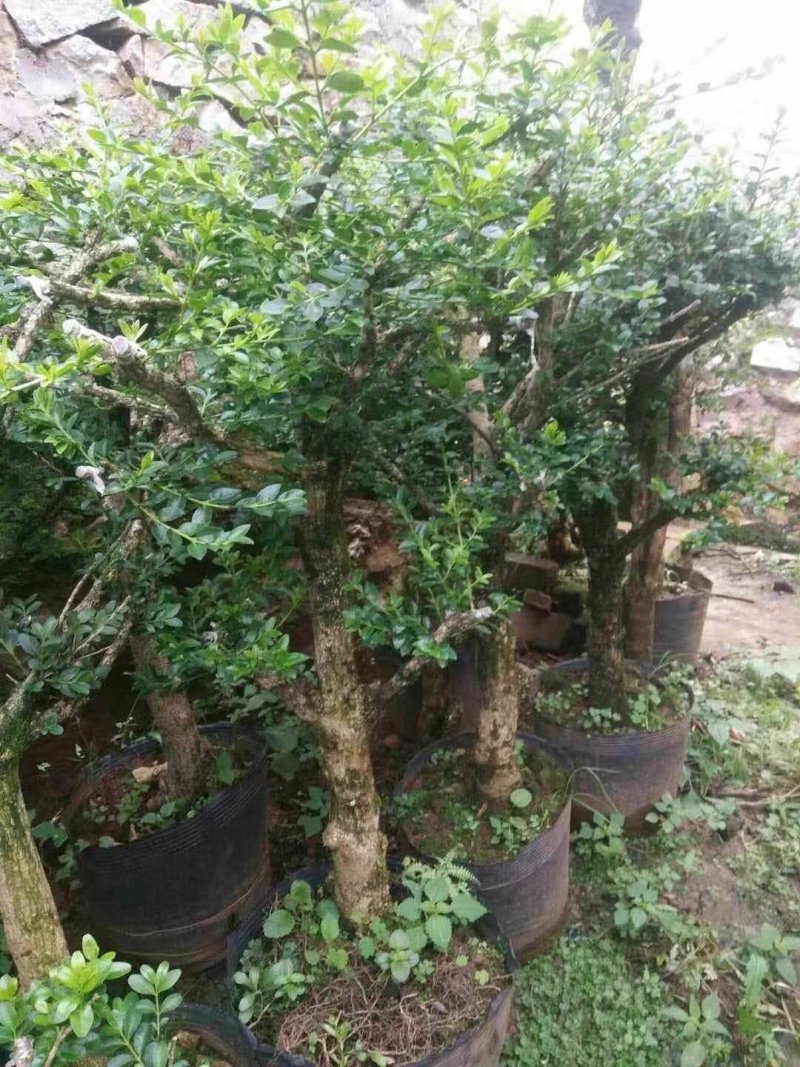 黄杨木，黄杨盆景盆栽，地桩，老桩