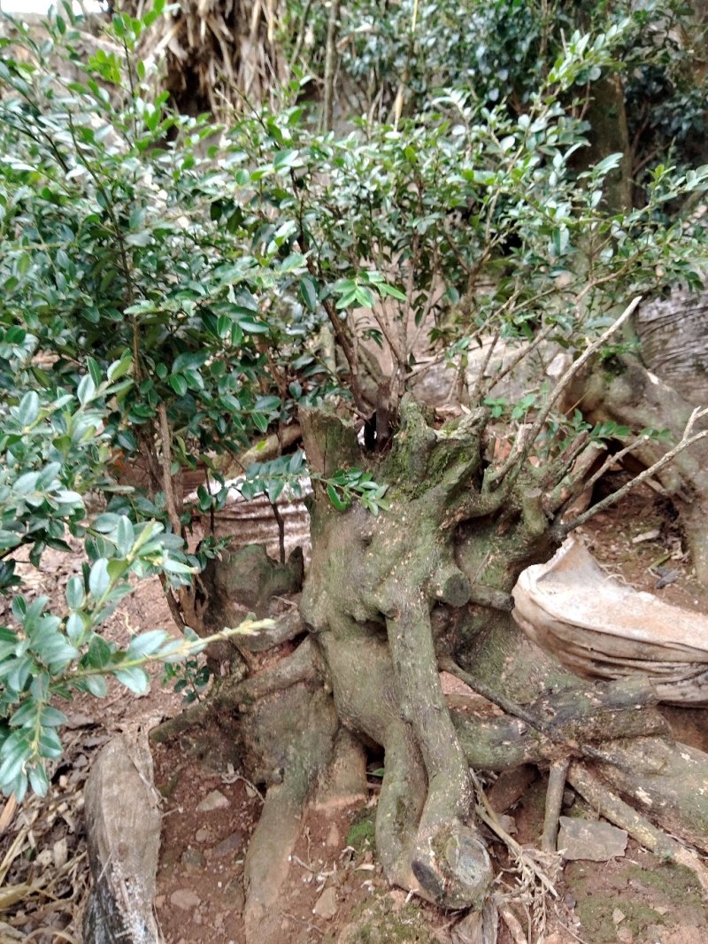 黄杨木，黄杨盆景盆栽，地桩，老桩