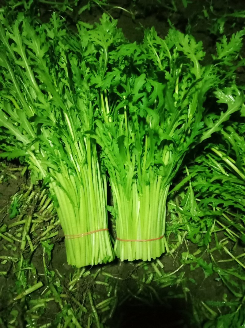 芹菜茼蒿