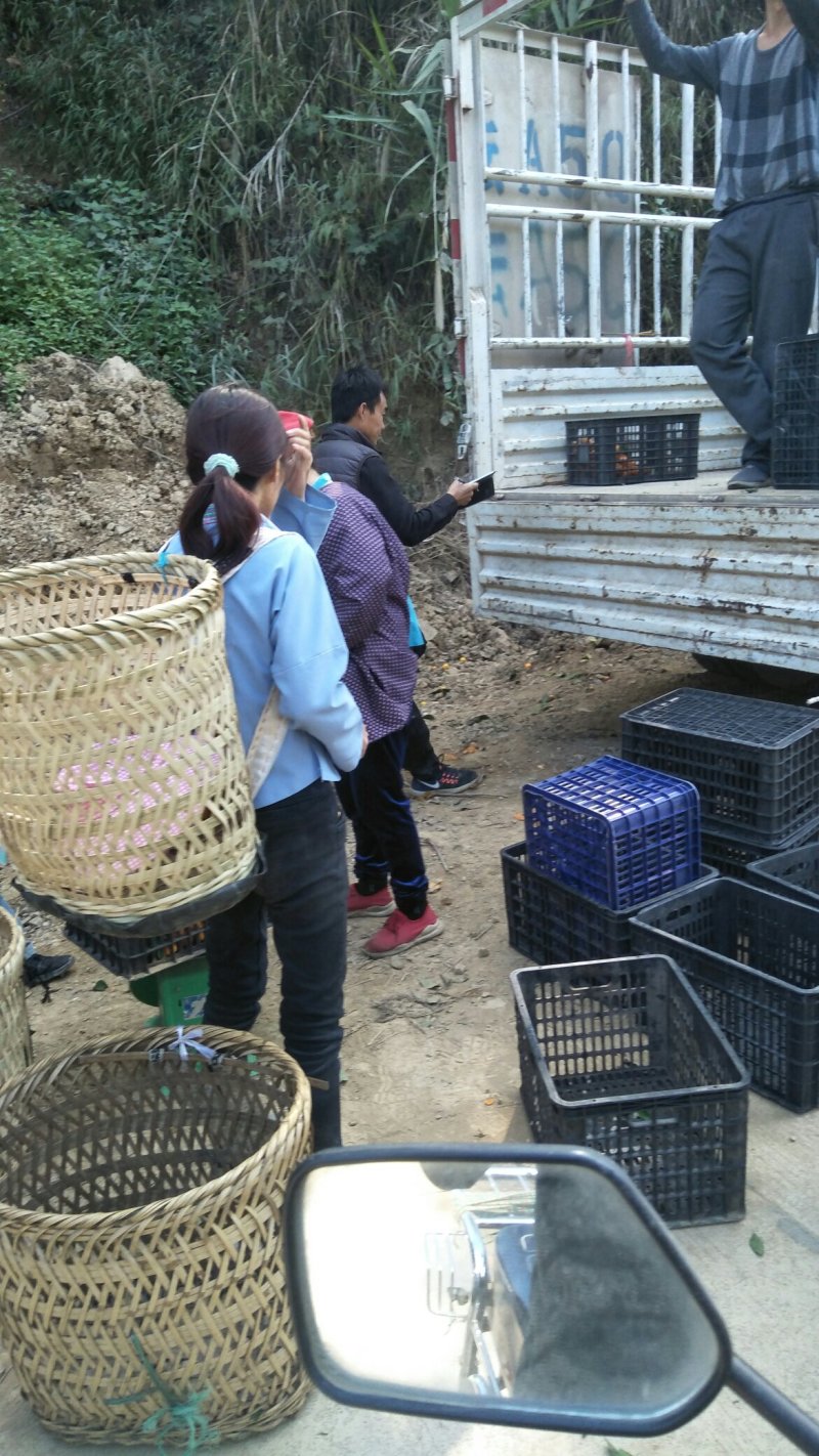 西林砂糖橘马蚌乡那扛村