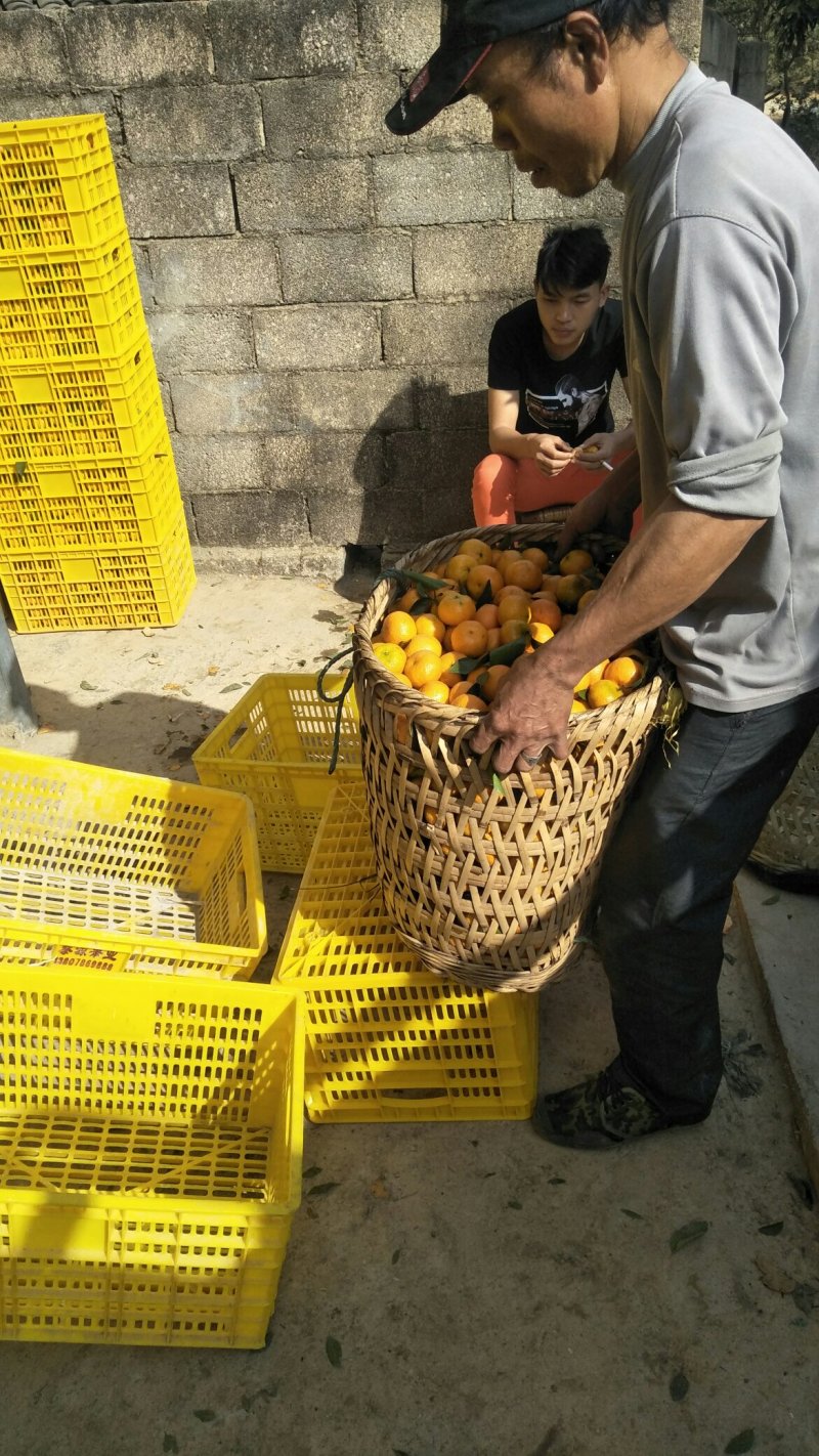 西林砂糖橘马蚌乡那扛村