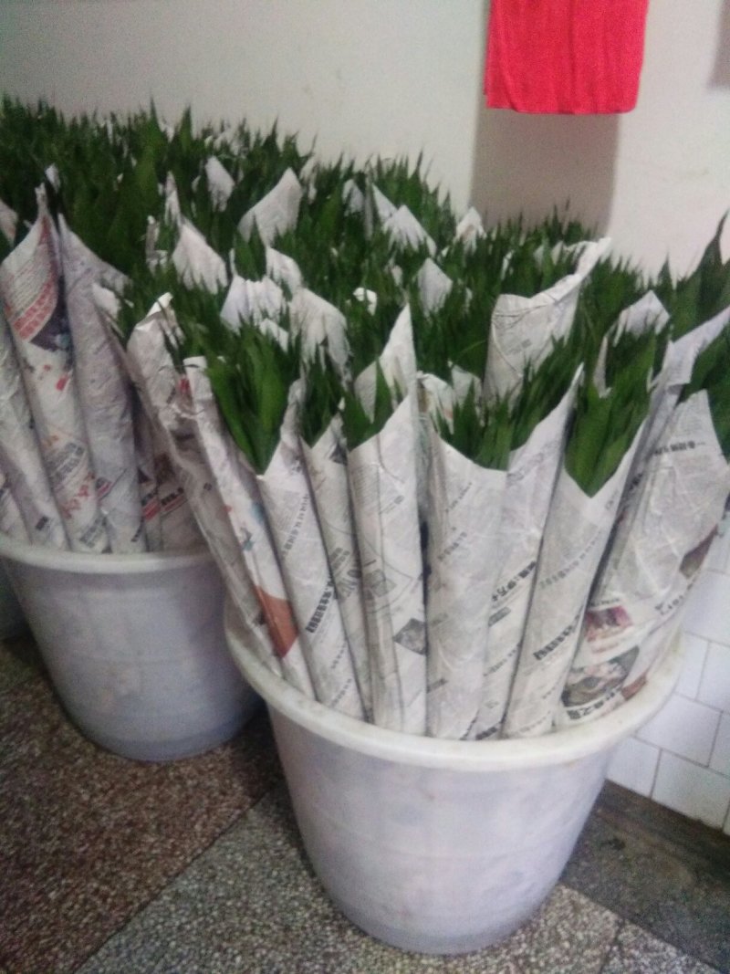 西双版纳绿色富贵竹可图片视频看货产地直供，支持线上交易