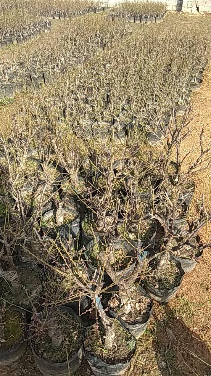 红梅