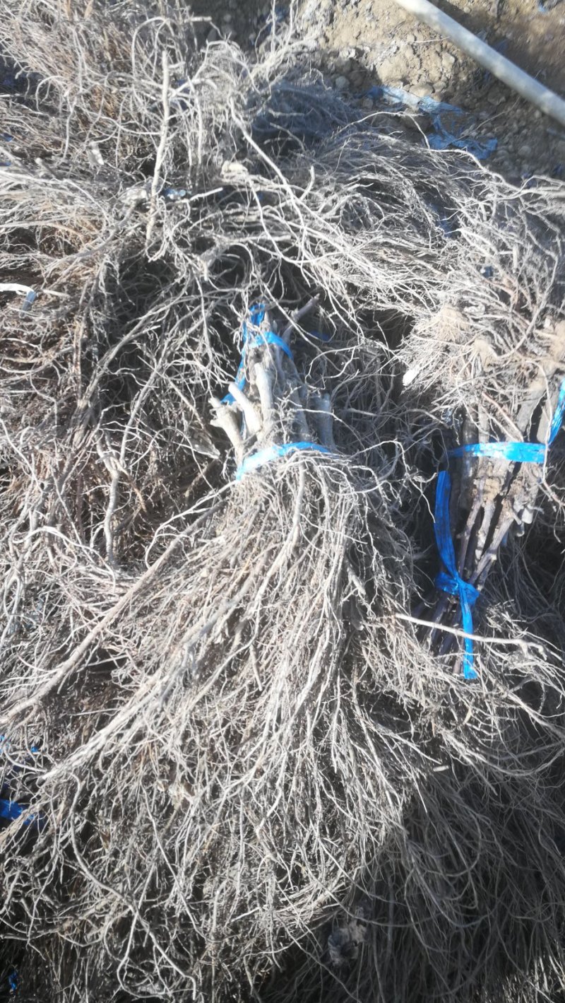 巨玫瑰葡萄苗基地直销保证纯度南方北方种植葡萄小苗