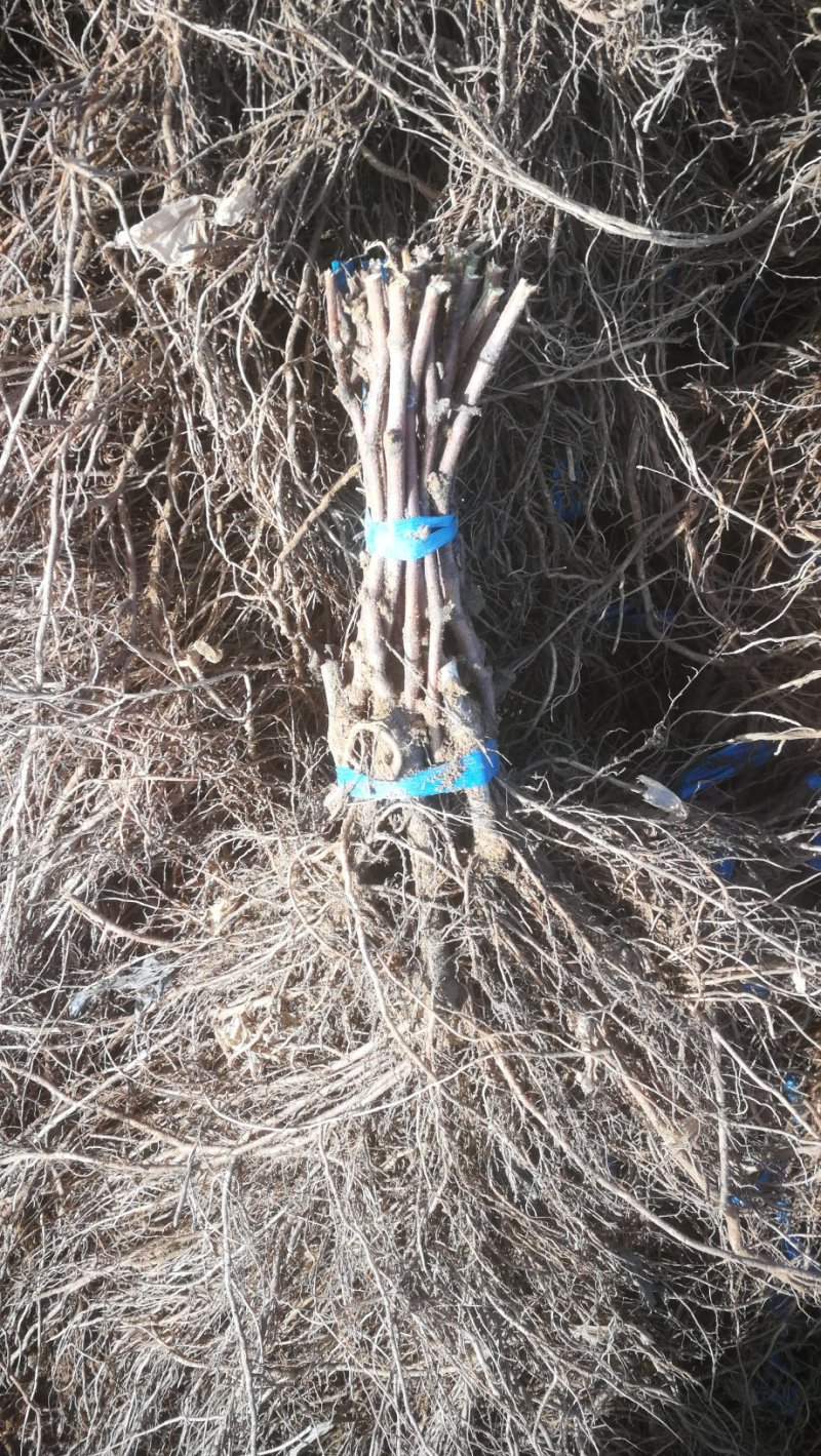 巨玫瑰葡萄苗基地直销保证纯度南方北方种植葡萄小苗