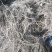 巨玫瑰葡萄苗基地直销保证纯度南方北方种植葡萄小苗