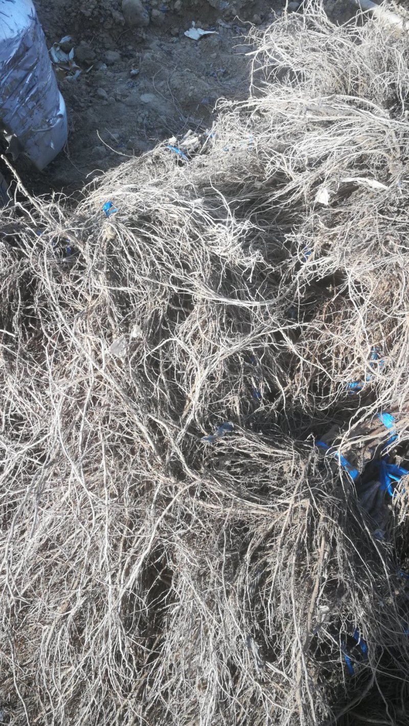 巨玫瑰葡萄苗基地直销保证纯度南方北方种植葡萄小苗