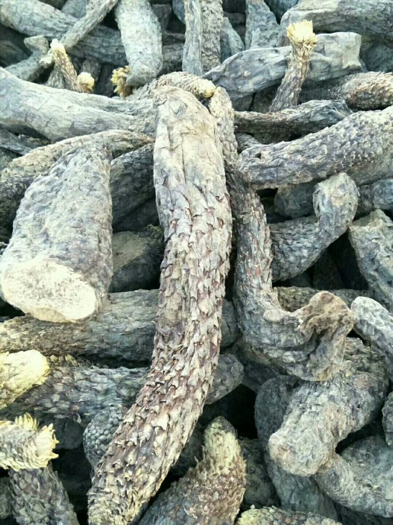 大芸欢迎