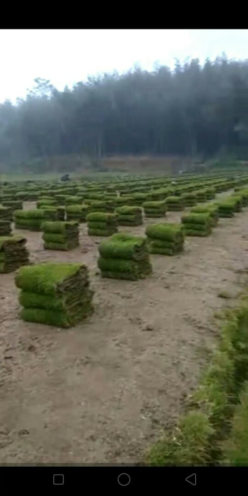 马尼拉草皮