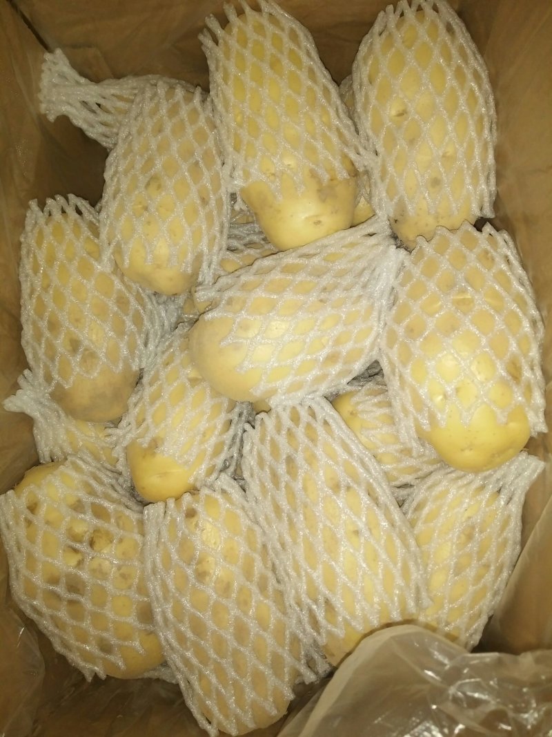精品四两通天土豆沙土地