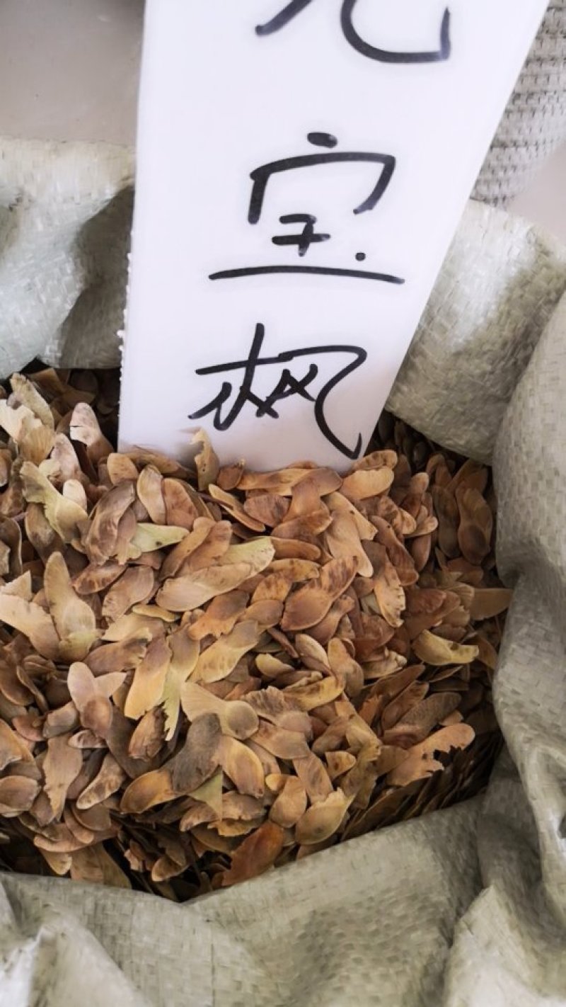 元宝枫种子