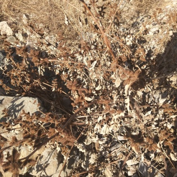 苍耳子