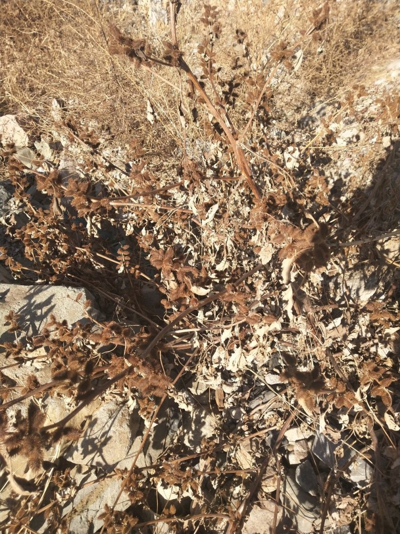 苍耳子