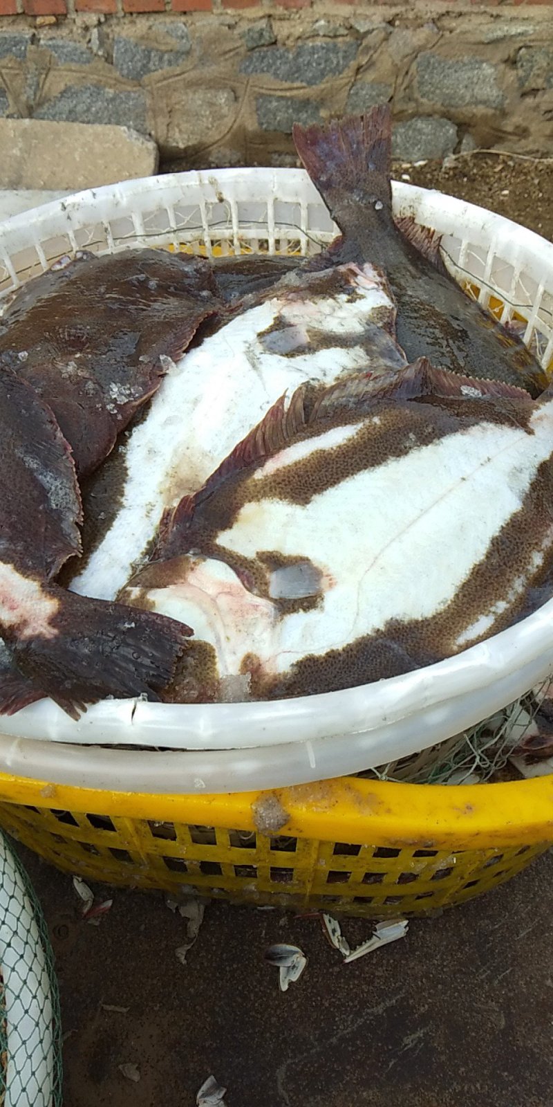 鸦片鱼