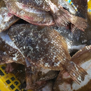 鸦片鱼