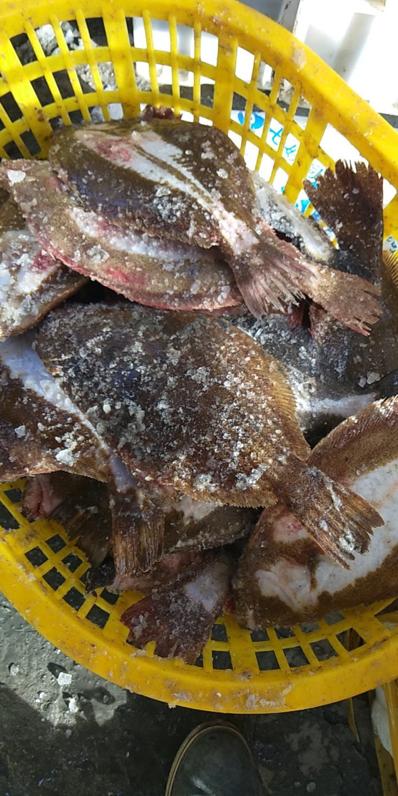 鸦片鱼