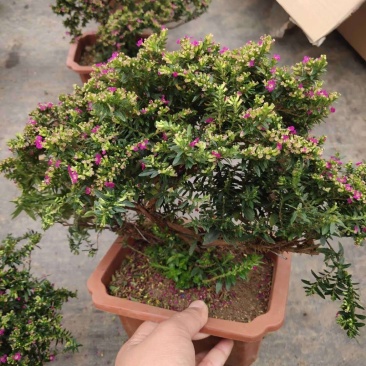 满天星树桩