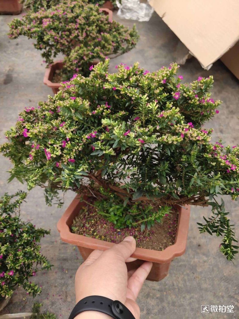满天星树桩