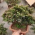 满天星树桩