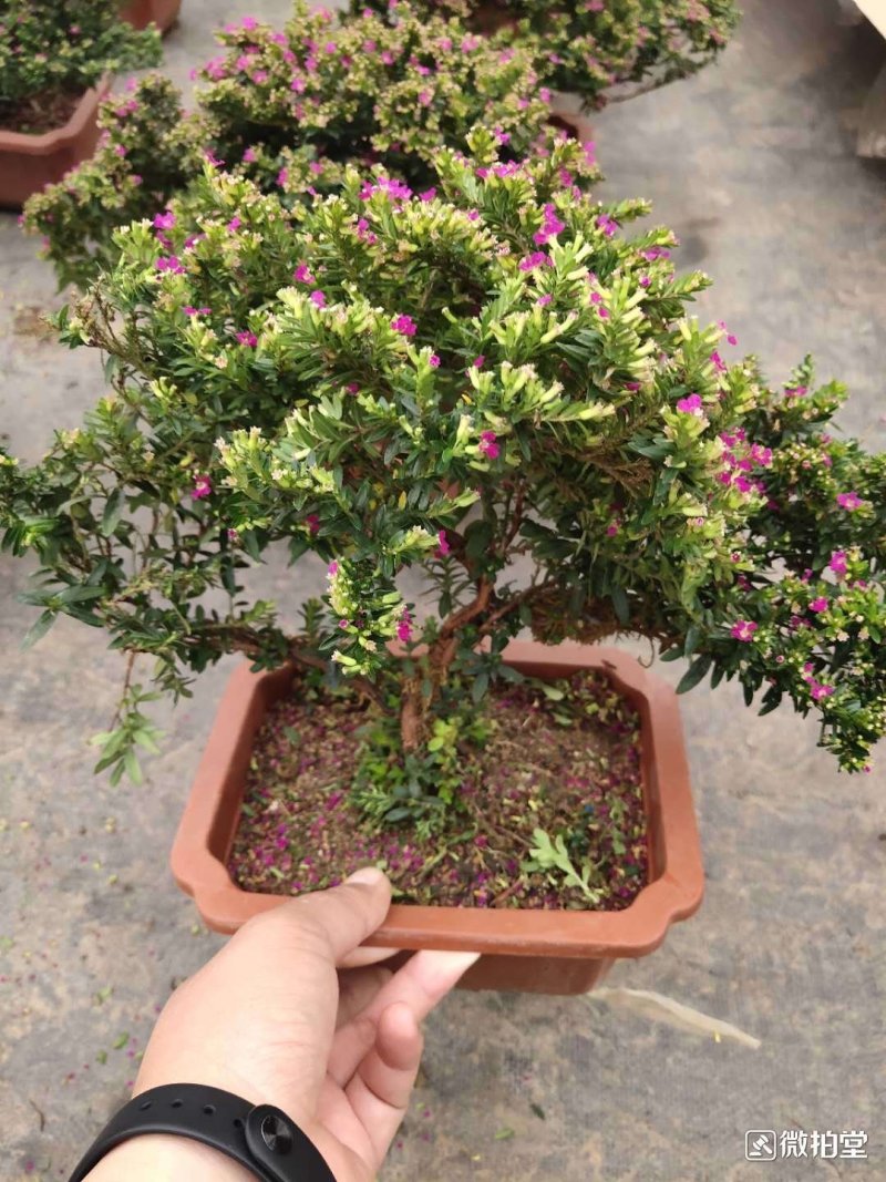 满天星树桩
