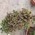 满天星树桩