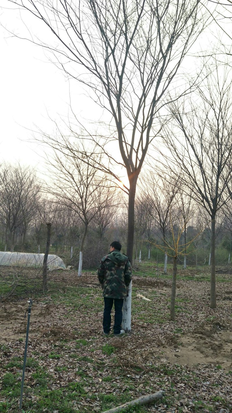 榉树，大量出售榉树，苗圃一手货