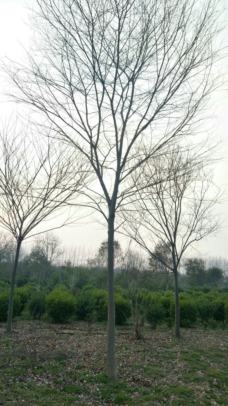 榉树，大量出售榉树，苗圃一手货